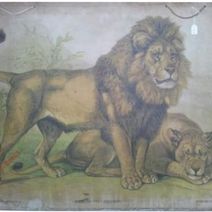 Friedrich Specht - Leeuw en leeuwin